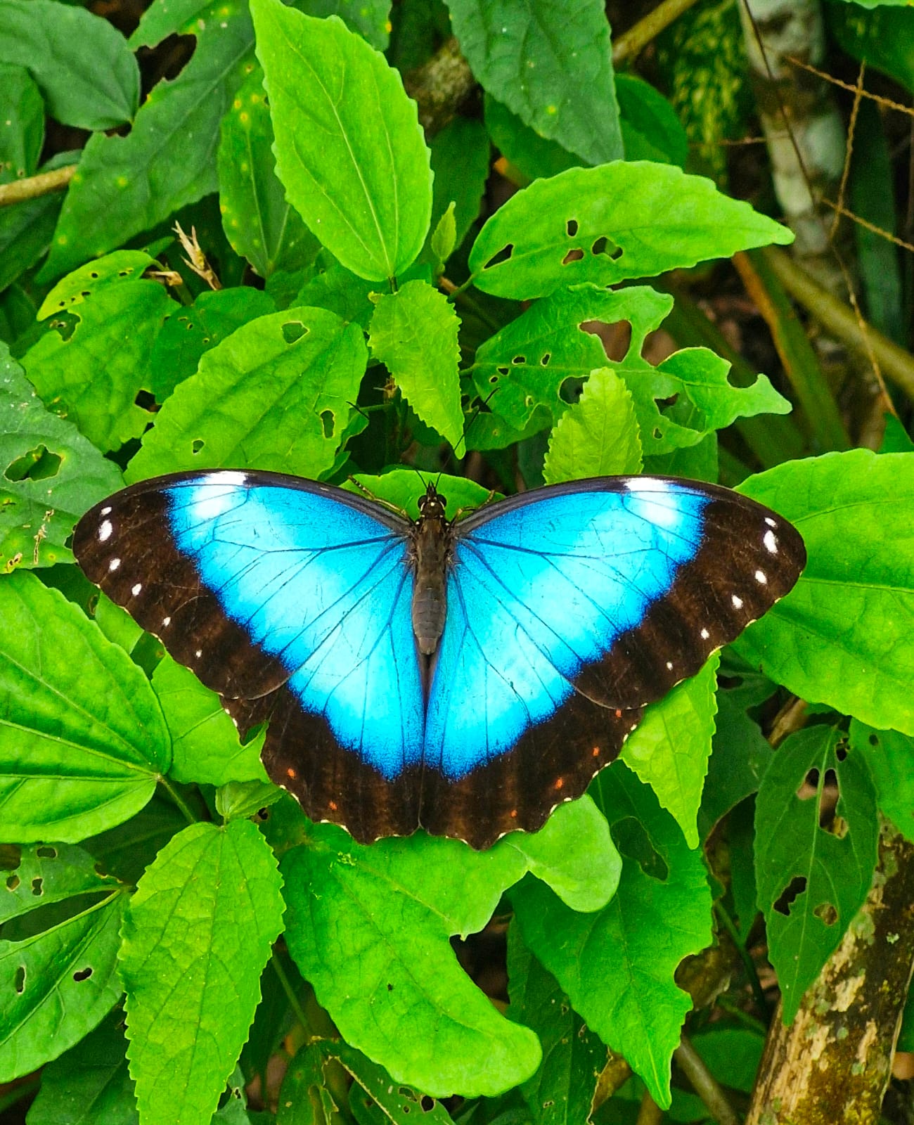 WhatsApp Image 2024-09-19 at 08.18.38.jpeg